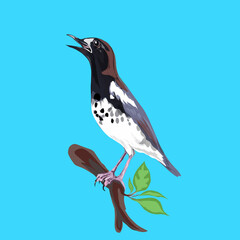 a magpie perched on the tip of a tree branch with a blue background