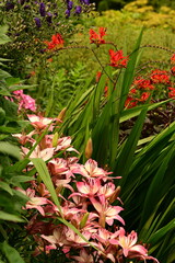 Where Nature Performs Its Colorful Symphony: A Garden's Blooming Marvels of British Columbia, Canada
