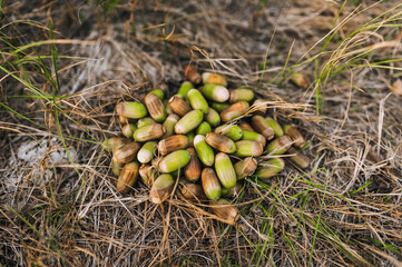 A large pile of unripe green, brown oak acorns on the grass in the forest. Nature photography, top...