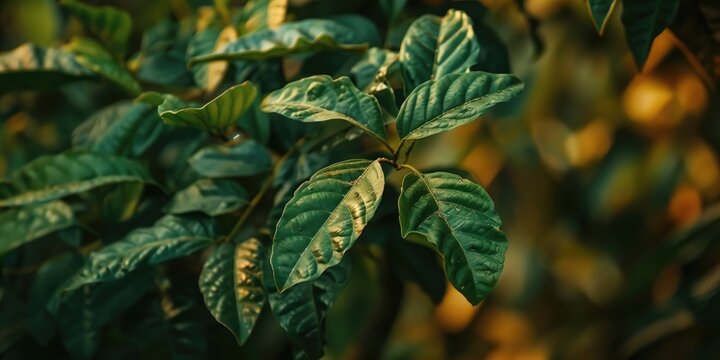 Close up of leaves from the chacrona tree known as psychotria viridis chacruna chacrona or chaqruy for making Santo Daime and Ayahuasca