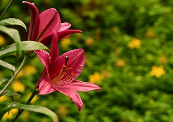 Where Nature Performs Its Colorful Symphony: A Garden's Blooming Marvels of British Columbia, Canada