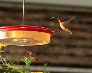 Hummingbirds Close Up At Feeder