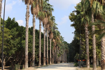 palm trees in the park