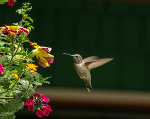 Hummingbirds Close Up At Feeder