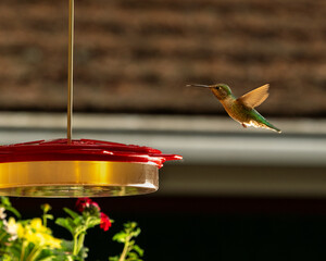 Hummingbirds Close Up At Feeder