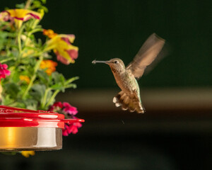 Hummingbirds Close Up At Feeder