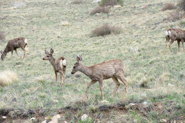 Deer on a hill colorado