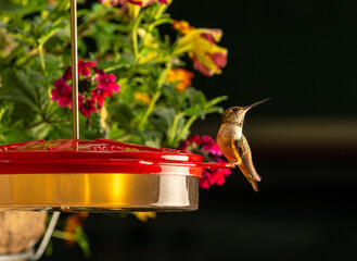 Hummingbirds Close Up At Feeder