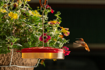 Hummingbirds Close Up At Feeder