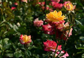 Where Nature Performs Its Colorful Symphony: A Garden's Blooming Marvels of British Columbia, Canada