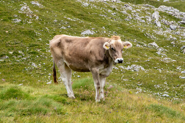 Calf grazing in a Dolomite valley