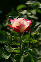 Where Nature Performs Its Colorful Symphony: A Garden's Blooming Marvels of British Columbia, Canada