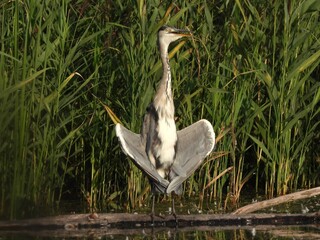 great heron