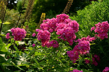 Obraz premium Where Nature Performs Its Colorful Symphony: A Garden's Blooming Marvels of British Columbia, Canada
