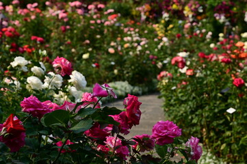 Where Nature Performs Its Colorful Symphony: A Garden's Blooming Marvels of British Columbia, Canada
