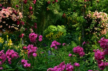 Fototapeta premium Where Nature Performs Its Colorful Symphony: A Garden's Blooming Marvels of British Columbia, Canada