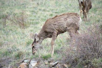 Deer on a hill colorado