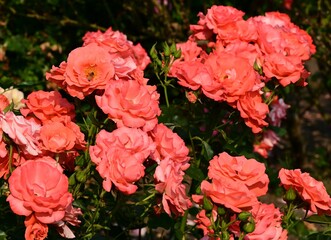 Where Nature Performs Its Colorful Symphony: A Garden's Blooming Marvels of British Columbia, Canada