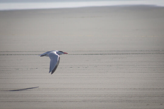 Forster's Tern in flight at Long Beach, Washington