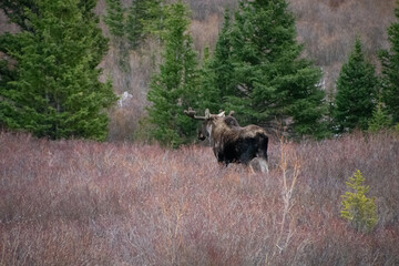 moose wandering the brush