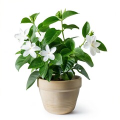 Fototapeta premium A white flower plant in a brown pot. The plant is full and healthy