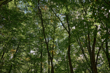 Lush Green Forest Landscape with Vibrant Trees and Foliage in a Peaceful Natural Setting, Ideal for Travel and Nature Concepts