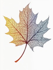 Fototapeta premium Autumn Elegance: Detailed Art of a Single Leaf on White Background