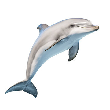 recommend clip art: a dolphin jumping out of the water