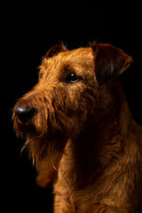 close up of a dog - Irish Terrier