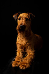 portrait of a dog - Irish Terrier