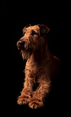 portrait of a dog - Irish Terrier