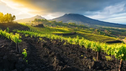 Sierkussen Canarische Eilanden Volcanic vineyard at sunset. Grapes harvest in autumn season. Landscape in Lanzarote, Geria, Tuscany, Italy, Spain, Europe. High quality photo  © Ksenia