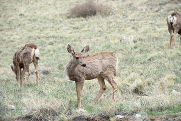 Deer on a hill colorado