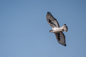 Close up african hawk eagle soaring in the blue sky seen in Botswana