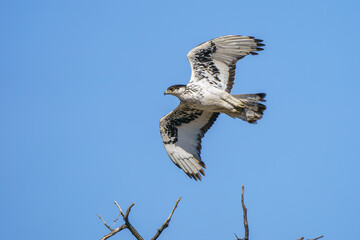 Close up african hawk eagle soaring in the blue sky seen in Botswana