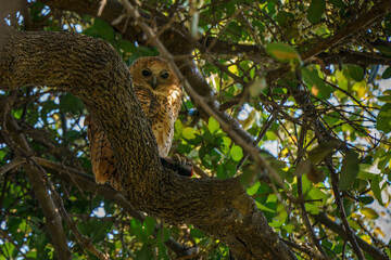 Pel's fishing owl perched in a tree in the Okavango Delta, Botswana