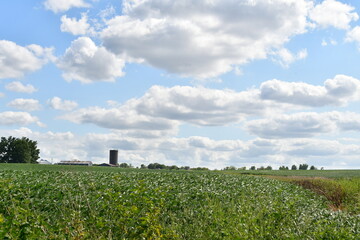 Clouds Over Soybean Field