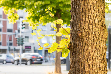 Baum in der Stadt