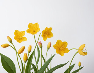 Obraz premium Delicate yellow flowers with green stems and buds against a white background.