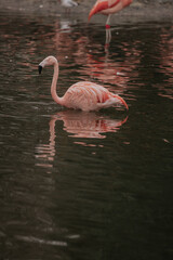 Flamingo