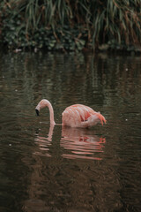 Flamingo