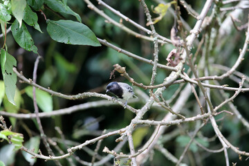 The stripe-breasted tit (Melaniparus fasciiventer) is a species of bird in the family Paridae. This photo was taken  in Nyungwe National Park, Rwanda.
