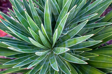 close up of plant on beach morning