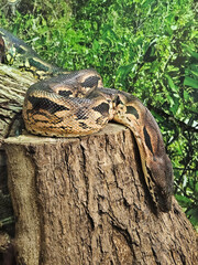 Brown snake, royal spotted python on a tree stump