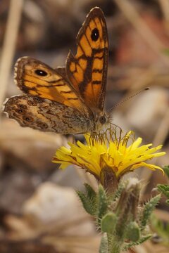 Natural closeup on a rare Wall Brown Butterfly, Lasiommata megera, on a yellow flower, Gard, France