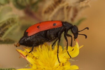 Closeup on a colorful Mediterranean four-spotted blister beetle, Mylabris quadripunctata on a yellow flower