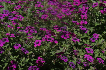 Vibrant Hardy Geranium Flowers