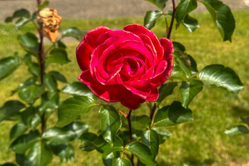 A Single Red Rose