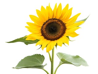 sunflower isolated on white background