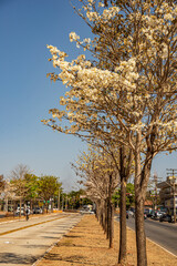 Fototapeta premium Goias Avenue in Goiania wiht some white Ipe along it on a sunny day